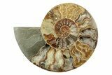 Cut & Polished, Agatized Ammonite Fossil - Madagascar #241006-1
